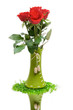 red roses isolated on white. space for text.