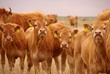 Young blonde Anquitaine cows Young blonde Anquitaine cows