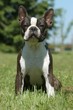 chiot boston terreier assis de face