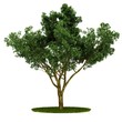 Isolated tree. (Other trees in my portfolio)