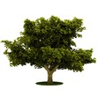 Isolated tree. (Other trees in my portfolio)