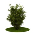 Isolated tree. (Other trees in my portfolio)