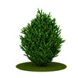 Isolated tree. (Other trees in my portfolio) Isolated tree. (Other trees in my portfolio)