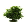 Isolated tree. (Other trees in my portfolio) Isolated tree. (Other trees in my portfolio)
