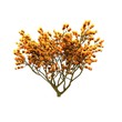 Isolated tree. (Other trees in my portfolio) Isolated tree. (Other trees in my portfolio)