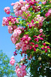 Raumritter Rose