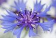 Himmelblaue Kornblume Makroaufnahme