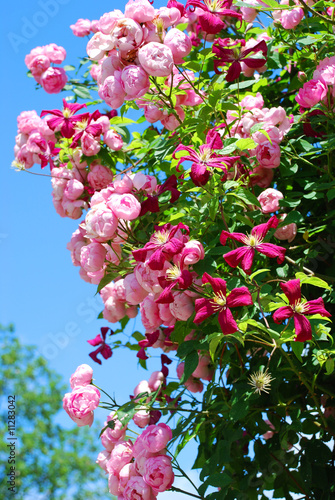 Raumritter Rose Raumritter Rose