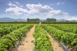 Strawberry farm