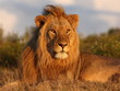 Photo: Young lion looking towars the setting sun. Young lion looking towars the setting sun.