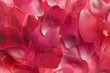 pink rose petals
