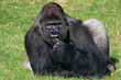 Gorilla in the grass Gorilla in the grass