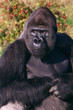 Gorilla on the lookout Gorilla on the lookout