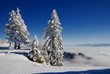Bäume im Schnee