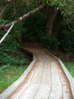Wood Path in Woods