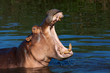Hippo
