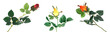 Beautiful roses on a white background