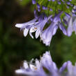 contemplation florale