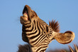 Laughing zebra Laughing zebra