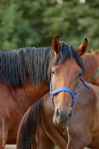 Pferd