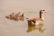 An Egyptian goose with young ones