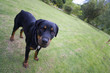 Close up of dog on lawn