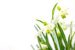 Fr&uuml;hlingsblumen