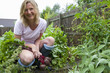 Woman harvesting fresh beets from garden