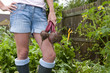Woman harvesting fresh beets from garden