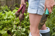 Woman harvesting fresh beets from garden