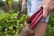 Woman harvesting fresh beets from garden