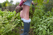 Woman harvesting fresh beets from garden