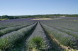 Lavendelfeld