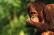 Young Orangutan Eating