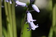 Blüten