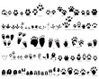 animals traces
