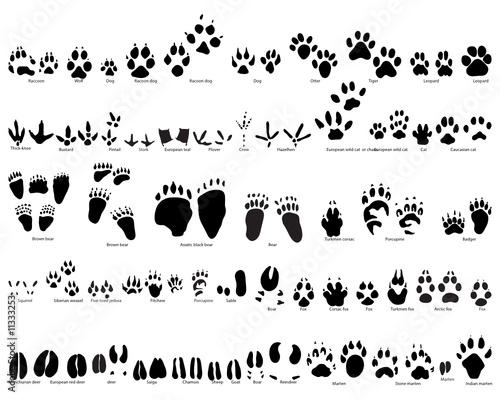 animals traces