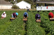 straberry picker workers