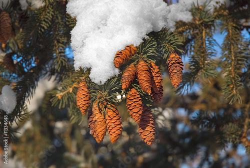 Photo: Fir cones Fir cones