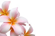 Frangipani flower isolated on white background
