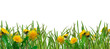 dandelions and grass - spring meadow