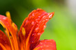 Dewdrop on the flower