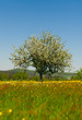 Lonely tree in the field