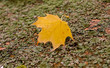 A yellow leaf on the rusty metal background
