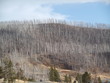 après un feu de forêt