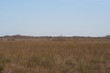 everglades