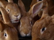 Lapins