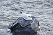 mouette sur sac plastique