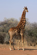 Giraffe in the park in Africa. Giraffe in the park in Africa.