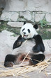 Giant Panda (Ailuropoda melanoleuca)